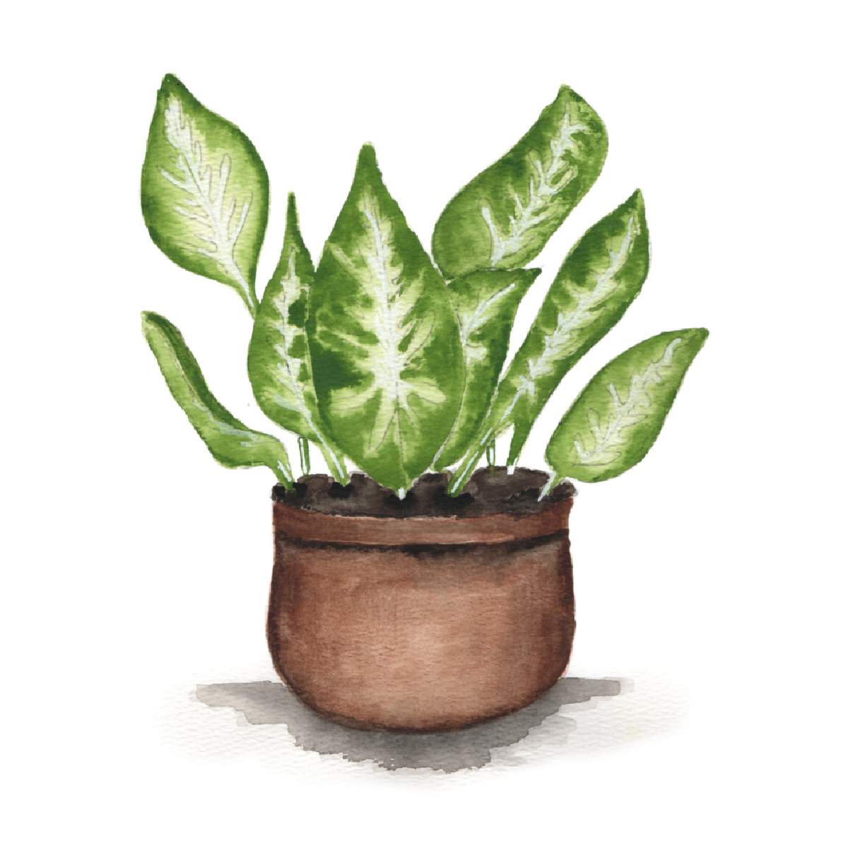 Potted House Plant
